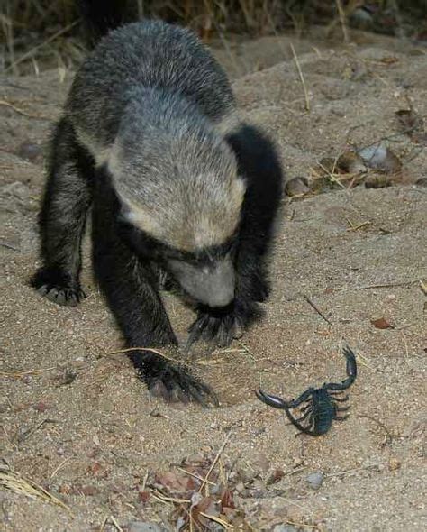 Honey Badger Trying To Eat A Cactus Despite Its Name The Honey