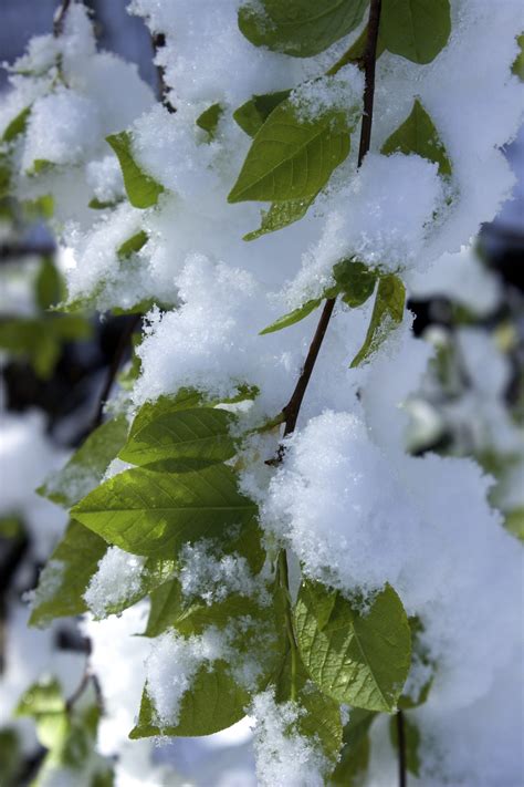 무료 이미지 나무 자연 분기 겨울 햇빛 잎 서리 녹색 가을 날씨 눈이 내리는 식물학 플로라 시즌