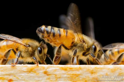 Alex Wild Photography With Keywords Apis Mellifera Bee Bee Keeping