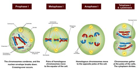 Meiosis 1 — Overview And Stages Expii