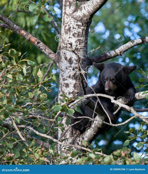 Black Bear Cub Sitting In A Tree Stock Photo Image Of Looking Black