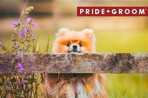 Top 10 Pomeranian Haircut Styles Pridegroom