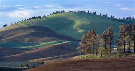 Palouse Hill And Trees 1 Photograph By Bob Neiman Fine Art America