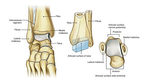 Easy Notes On Ankle Joint Talocrural Joint Learn In Just 4 Minutes