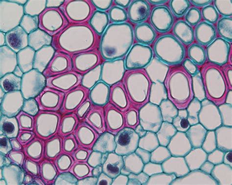 Phloem Tissue Under Microscope