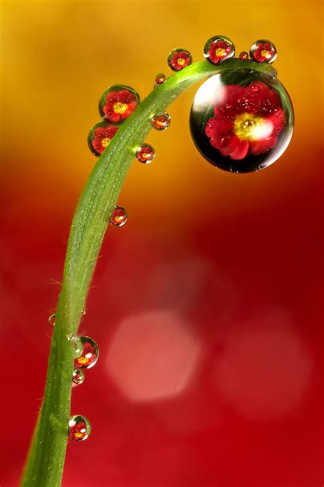 45 Stunning Examples Of Water Drop Reflection Photography Designbeep