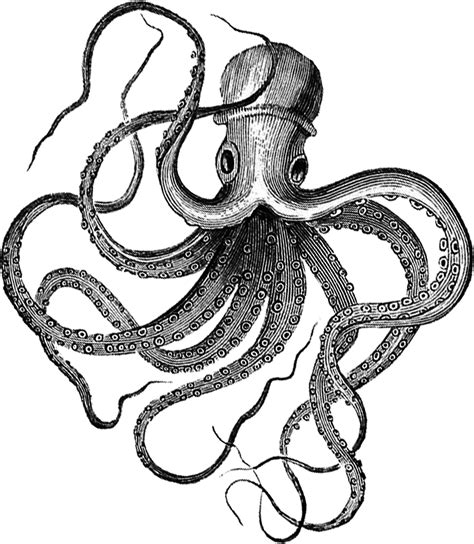 Octopus Ink Drawing At Getdrawings Free Download