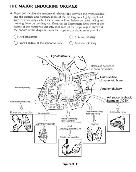 The Endocrine System Worksheet Answers Inspirearc