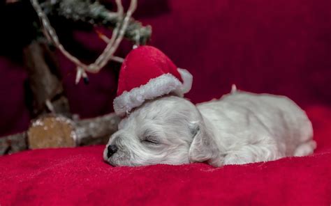 Dog Puppy Sleep Sleep Cap Christmas Holiday Baby Wallpapers Hd
