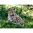 Second Annual Amur Leopard Run  WildCats Conservation Alliance