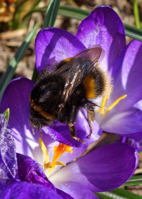 It's a welcome way to get out of the winter blues! Urban Pollinators: Early spring flowers for pollinators