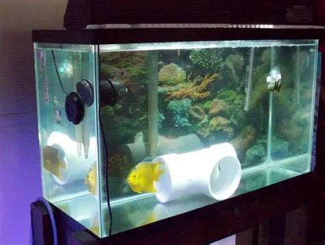 Quarantine Fish Tank What Do You Need To Know Myaquarium