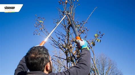 Le rose non rifiorenti fioriscono solo su legno vecchio di 1 anno (o più). COME POTARE LA ROSA RAMPICANTE - guida con consigli per la ...