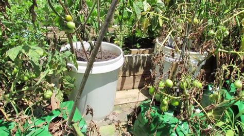 Tomato Container Size Matters Grow Bags Straw Bales And 5