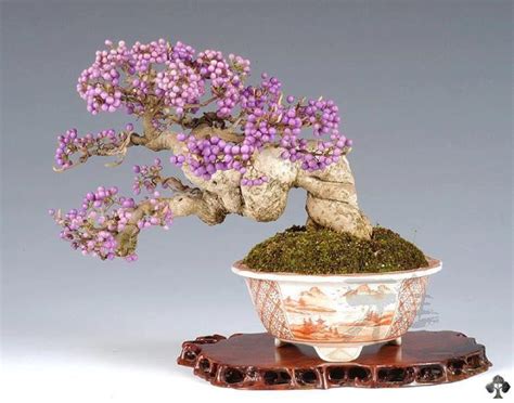 Top 10 Flowering Bonsai Trees Bonsai Empire