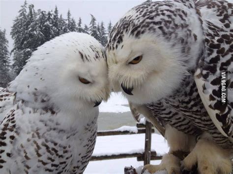 Snowy Owl Love In The Snow 9gag