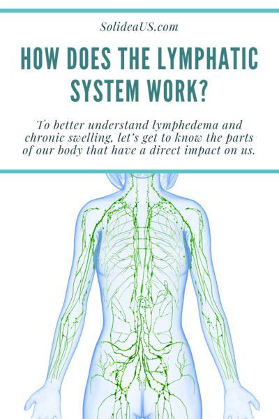 Understanding Our Lymphatic System And How It Works In 2021 Lymphatic