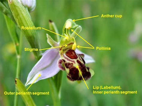 Urban Pollinators The Pollination Of Orchid Flowers