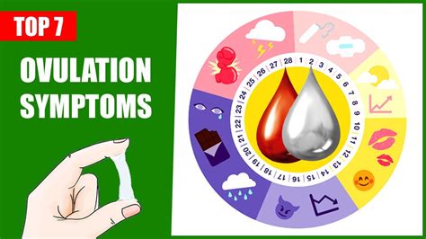 Ovulation Symptoms Top 7 Symptoms Of Ovulation And Major Signs Youtube