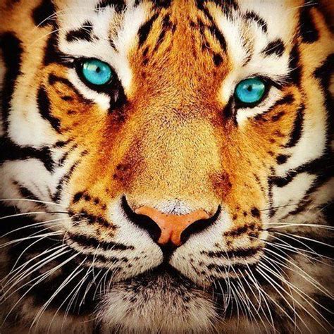 Pin By Johanne Raîche Gaudet On Animals Blue Eyed Animals Tiger