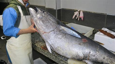 GIANT BLUEFIN TUNA DISMANTLING | How To Butcher a Whole ...