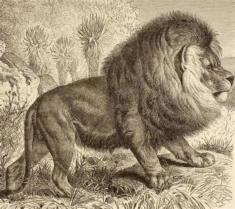 Cape Lionnow Extinctsince 1865 Animales Extintos