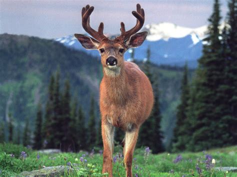 Deer Pictures Wildlife Animals Cini Clips