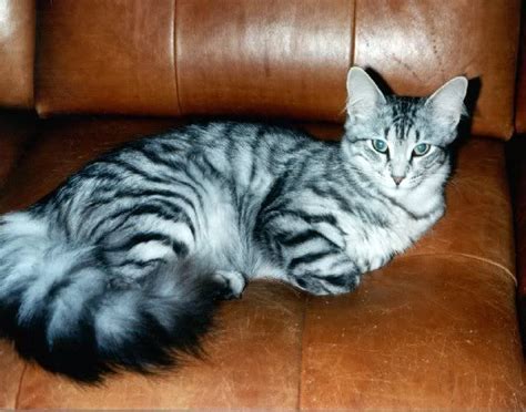 I Love These Type Of Catssuper Smooth Furwith Huge Fluffy Tails