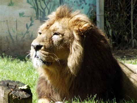 2014 Asiatic Lion 36 By Lena Panthera On Deviantart