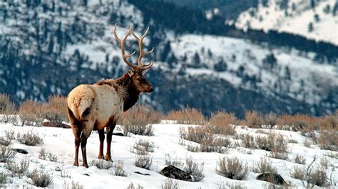 Elk Hunting Wallpaper Hd