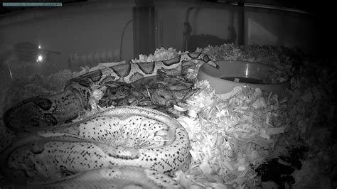 Boa Constrictor Giving Birth Youtube