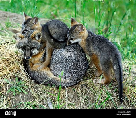 Gray Fox Urocyon Cinereoargenteus Kits Playing With Parent Stock