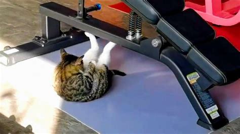 Funny Moment Cat Performs Sit Ups In Chinese Gym