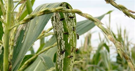 Mutant Corn Could Help Control ‘billion Dollar Bug