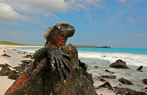 Wallpaper Landscape Animals Sea Bay Rock Shore Sand Beach