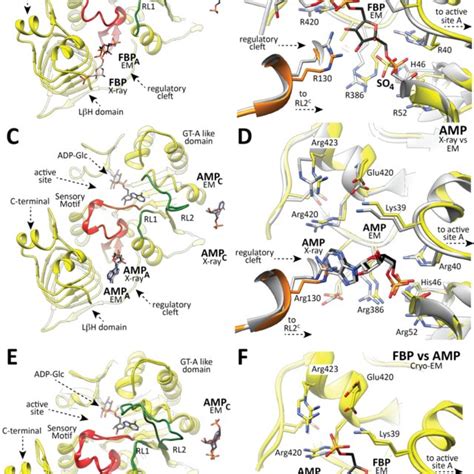 PDF The Allosteric Control Mechanism Of Bacterial Glycogen