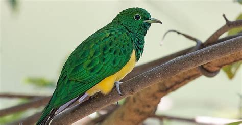 African Emerald Cuckoos Are Beautiful In Their Vibrant Greens And