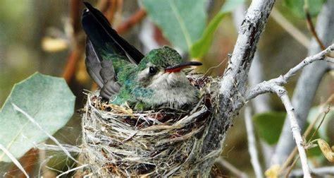 5 Tips For Attracting Hummingbirds To Your Garden My Garden Life