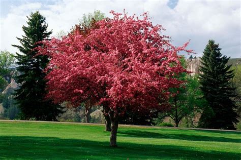 Crabapple Flowering Choose A Crabapple Tree Grow Food Guide