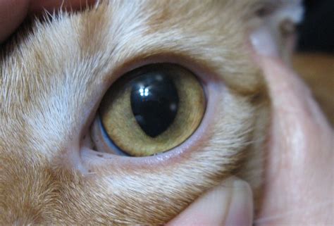 Brand New Spots In Cats Eye What Could It Be Dogs Vet Cats