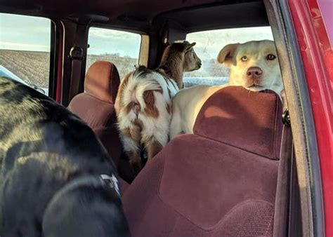 El Perro Aventurero Que Se Escapó Y Volvió A Casa Con Dos Amigos Nuevos