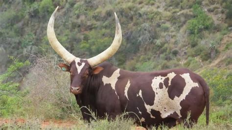 Ankole Sa Goes Cattle Crazy This Is Why Theyre So Expensive In Sa