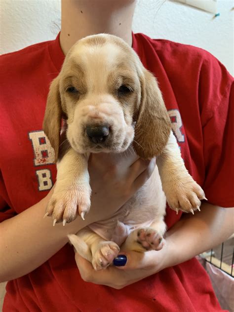 Basset Hound Puppies For Sale Lynnwood Wa 303064