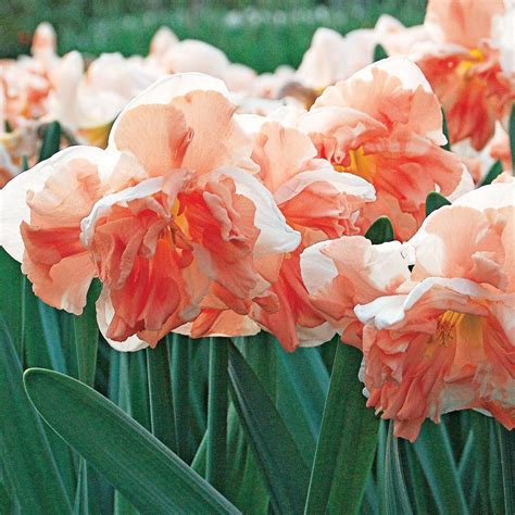 Narcissus Apricot Whirl Flower Garden Plants Planting Flowers