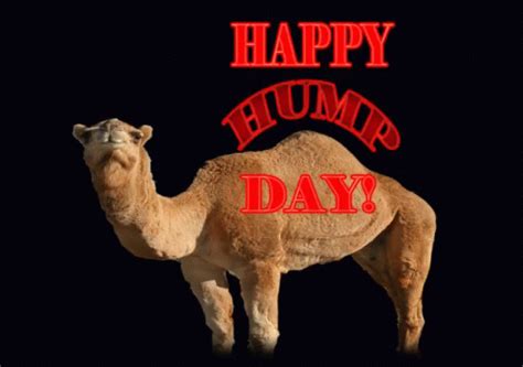 Hump Day Happy Hump Day Gif Humpday Happyhumpday Camel Discover Share Gifs