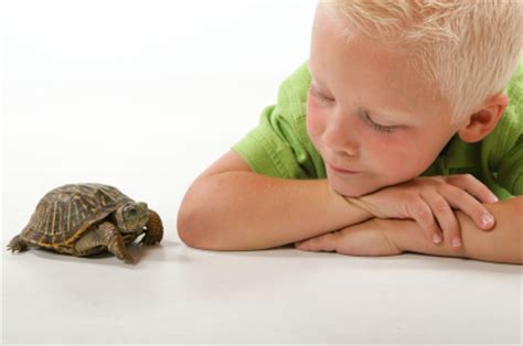 Do Turtles Make Good Pets for Kids? - Ontario SPCA and ...
