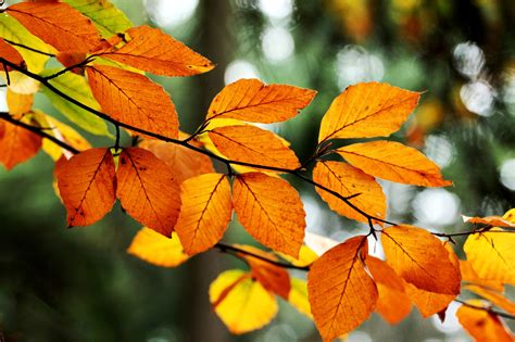 Leaves Orange Yellow Branch Tree Bokeh Fall Nature Autumn