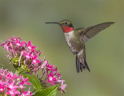 Americas Valiant Migrating Hummingbirds Welcome Wildlife