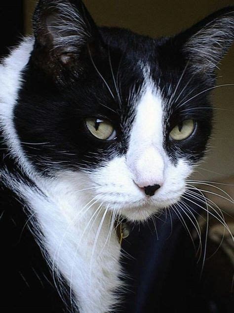 34 Best Tuxedo Cats Images In 2020 Cats Cats Kittens Beautiful Cats