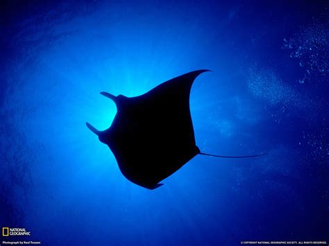 Discover Manta Ray Wallpaper Best In Cdgdbentre